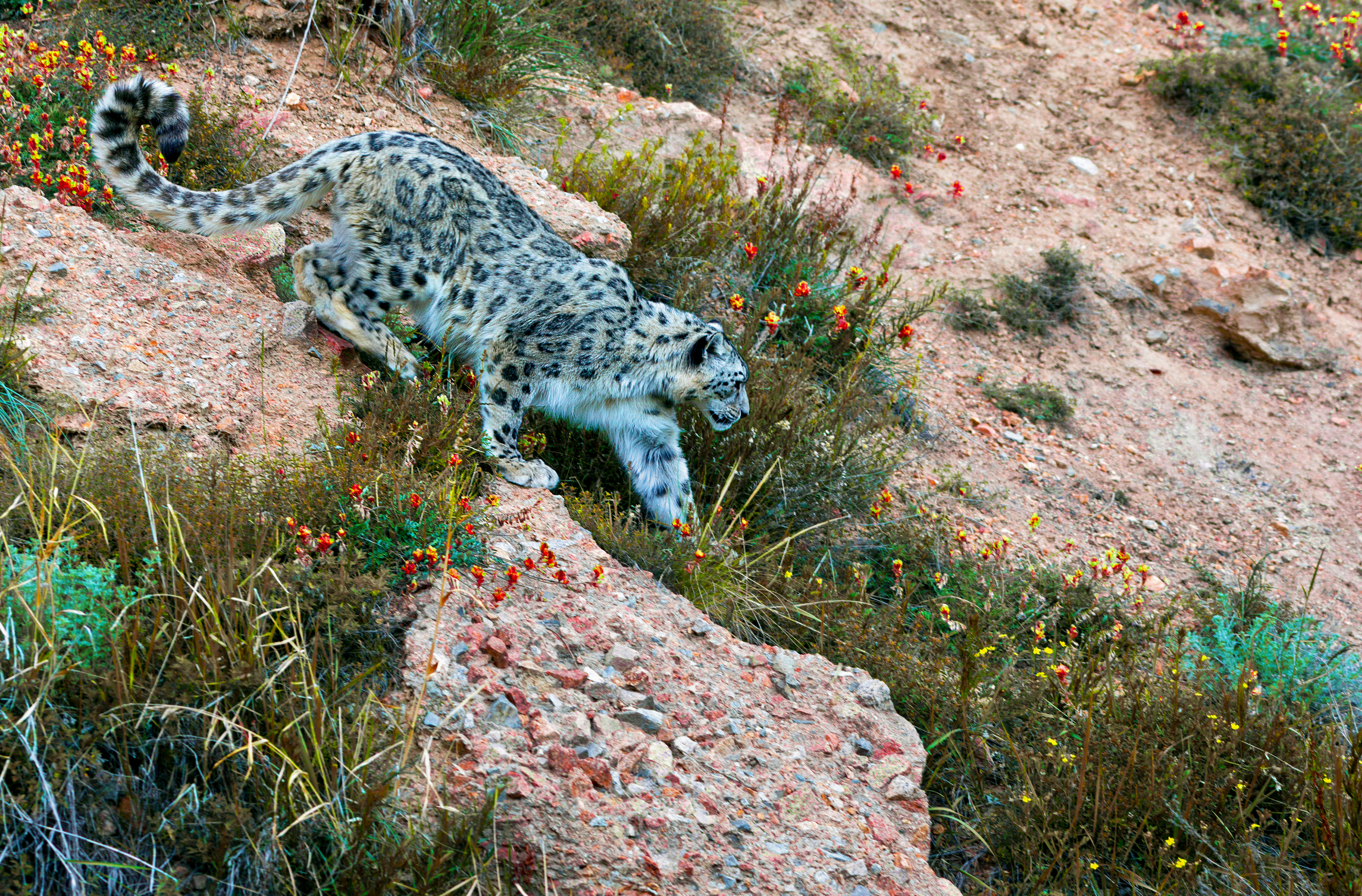 UNDKazakhstan-snow-leopard-PC UNDP Kazakhstan-Saltore Saparbayev