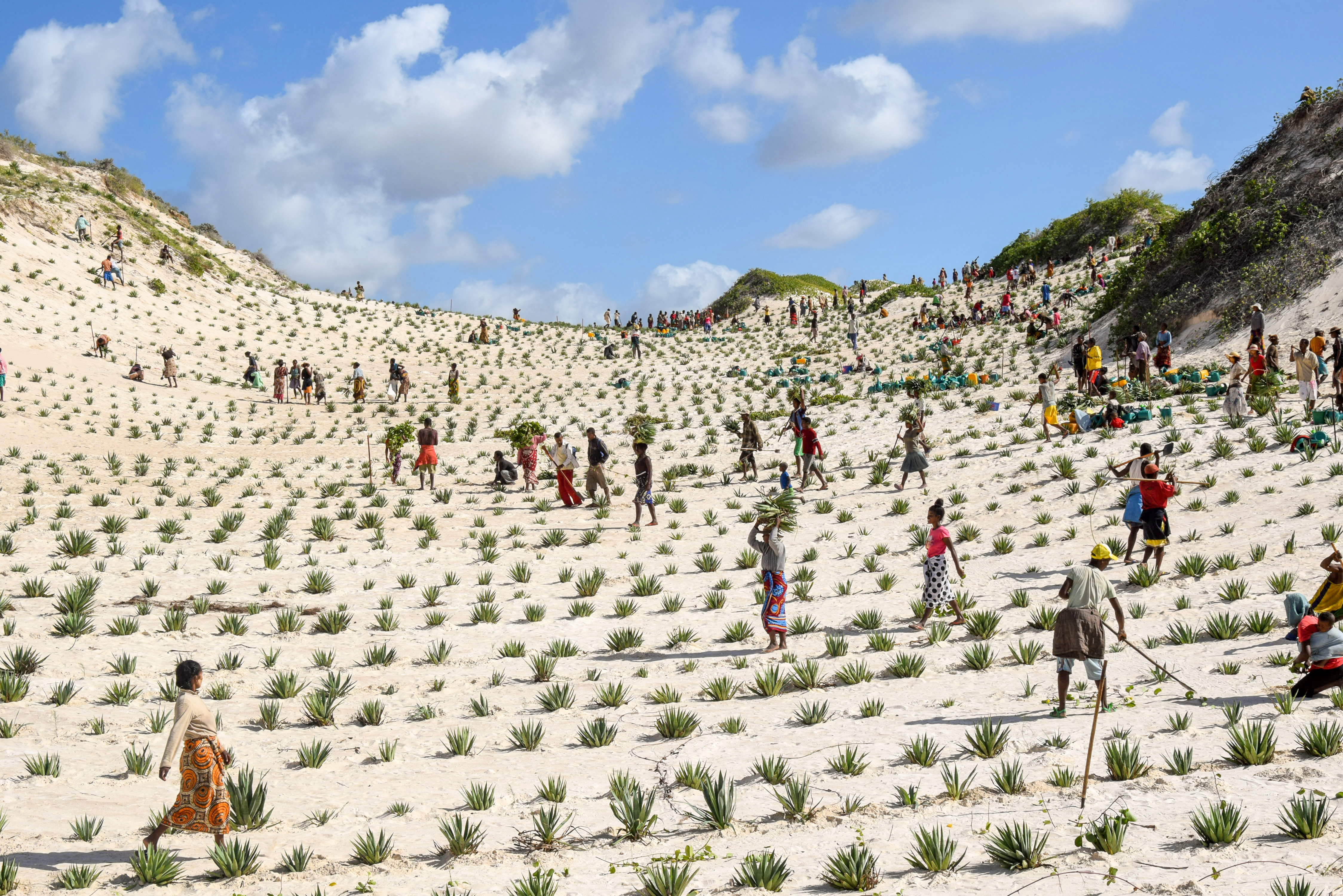 UNDP-Madagascar-2018-sand-dune-restoration 2- PC UNDP Madagascar