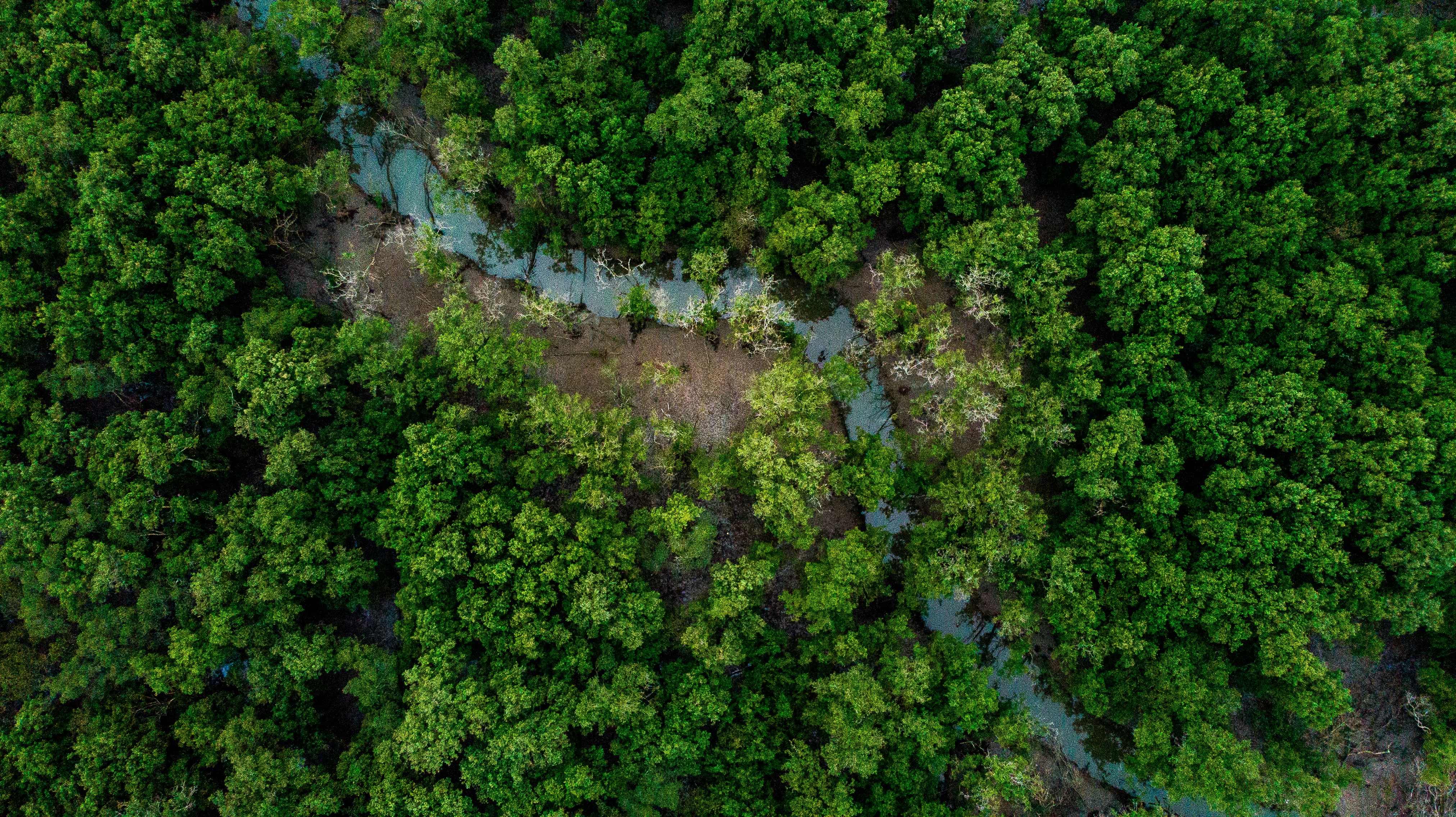 River and forest