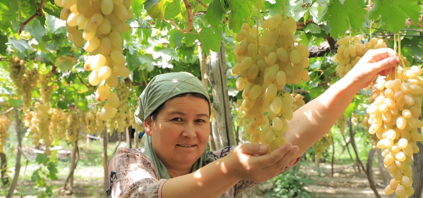 Woman picking grapes