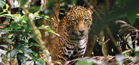 Jaguar
