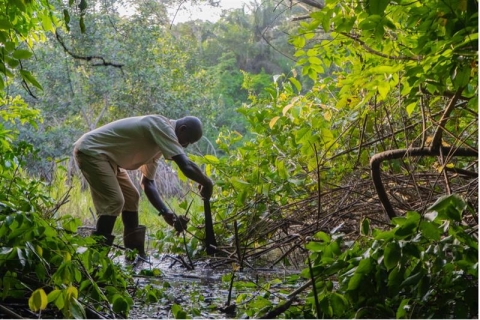 A person working in a forest